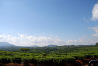 Teeplantage in Gurue