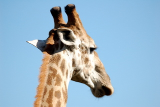 Giraffe im Hluhluve Imfolozi Game reserve