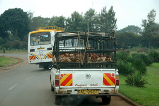 Hhnertransport in Nairobi