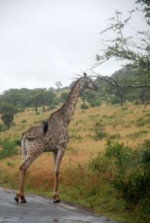 Giraffe im Hluhluve