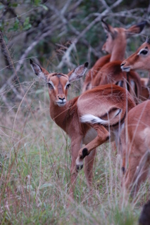 Impala im Mkhuze Game Reserve