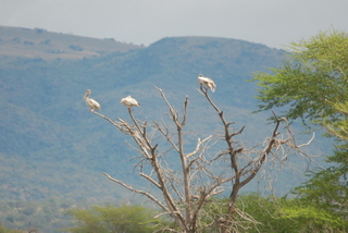 Pelikane in der Nsumo Pan