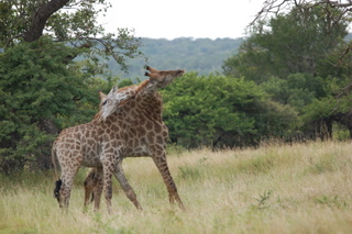 Giraffen beim Necking