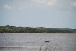 Maputo Elephant Reserve - Ponta Milibangalala