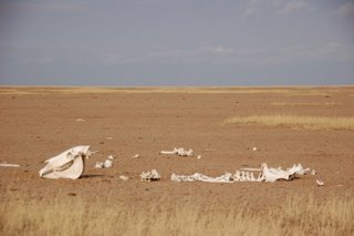 Lake Amboseli - Folgen der Trockenheit 2010