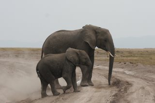 Elefanten mit Jungtier im Amboseli National Park