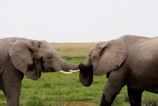 Elefanten im Amboseli National Park