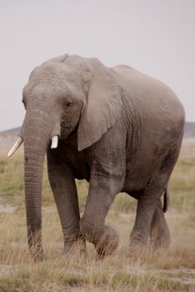 Elefant Amboseli National Park