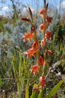 Orchidee im Kitulo National Park