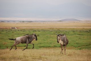 Gnus im Amboseli National Park