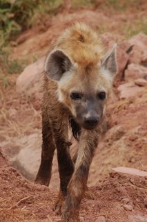 Junge Hyne im Amboseli