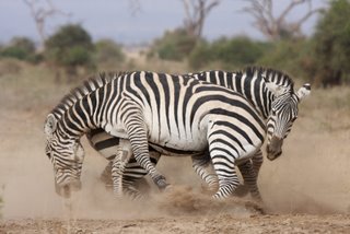 Zebrahengste beim Kampf im Amboseli