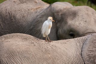 Breeding Cattle Egret Amboseli National Park