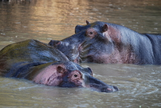 Hippos im Katavi River