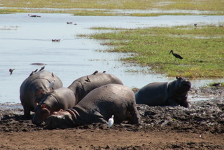 Hippos am River