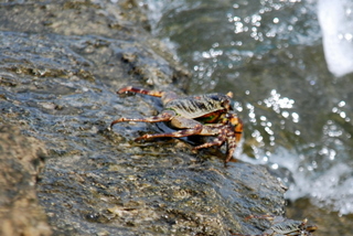 Krabbe auf Bazaruto Island