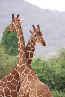 Rothschild-Giraffen im Samburu National Park