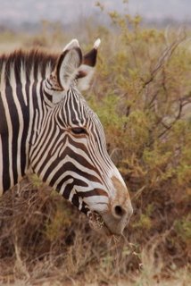 Grevy Zebra im Samburu
