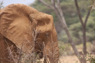 Schokoladenbrauner Elefant im Samburu