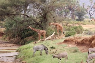 Rothschildgiraffen, Beisa Oryxe und Grevy Zebras am Ewaso Ngiro