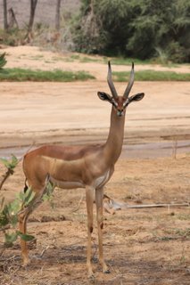 gerenuk im Samburu National Reserve