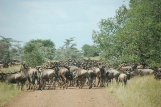 Wildebeest Migration in der Serengeti