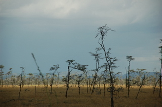 Dornwald Serengeti