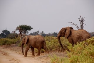 Elefanten im Buffalo Springs