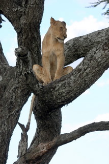 Baumkletternder Lwen in der Serengeti