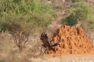 Tawny Eagle im Samburu