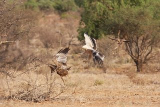 Tawny Eagle bei der Jagd