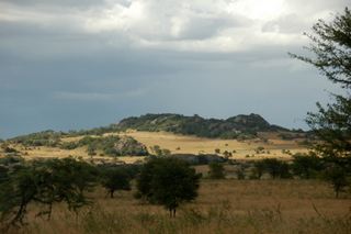 Lobo Aerea in der Serengeti