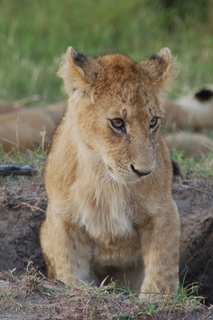 Maasai Mara - Lwenkind