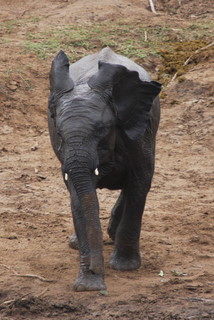 Junger Elefant am Ufer des Mara Rivers
