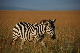 Zebra im Maasai Mara National Reserve