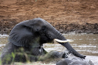 Badende Elefanten im Mara River