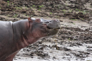 Hippo am Mara River