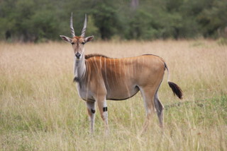 Junges Eland in der Mara Conservancy