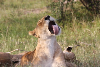 Lwin beim Piutzen - Maasai Mara