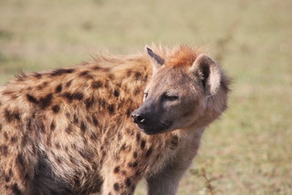 Hyne am Morgen in der Maasai mara
