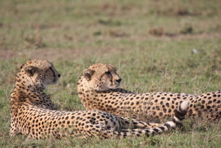 Cheetah-Paar