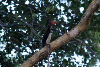 Crowned Hornbill - Kronentoko