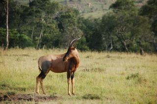 Topi in der Mara