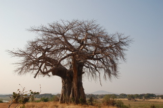 Baobab bei Kisolanza