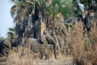 Pictures (c) BeeTee - Tansania - Lion - Mikumi National Park - Baobab Valley Camp