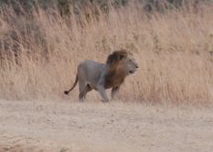 Pictures (c) BeeTee - Tansania - Lion - Mikumi National Park - Baobab Valley Camp