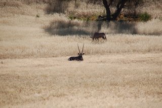 Picture (c) BeeTee - Kgalagadi - Oryx