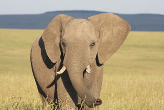 Elefant am Morgen in der Masai Mara