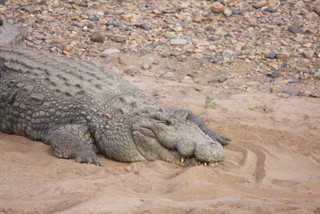 Mara Krokodil