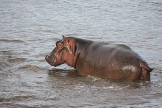 Hippo am Pool